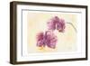 Graceful Orchid-Beverly Dyer-Framed Art Print