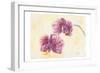 Graceful Orchid-Beverly Dyer-Framed Art Print