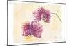 Graceful Orchid-Beverly Dyer-Mounted Art Print