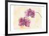 Graceful Orchid-Beverly Dyer-Framed Art Print