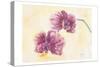 Graceful Orchid-Beverly Dyer-Stretched Canvas