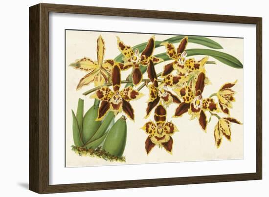 Graceful Orchids I-Stroobant-Framed Art Print