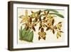 Graceful Orchids I-Stroobant-Framed Art Print