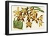 Graceful Orchids I-Stroobant-Framed Art Print