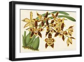 Graceful Orchids I-Stroobant-Framed Art Print