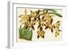 Graceful Orchids I-Stroobant-Framed Art Print