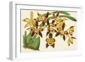 Graceful Orchids I-Stroobant-Framed Art Print