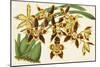 Graceful Orchids I-Stroobant-Mounted Art Print