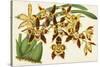 Graceful Orchids I-Stroobant-Stretched Canvas