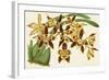 Graceful Orchids I-Stroobant-Framed Art Print