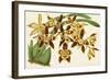 Graceful Orchids I-Stroobant-Framed Art Print