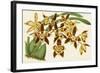 Graceful Orchids I-Stroobant-Framed Art Print