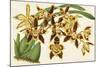 Graceful Orchids I-Stroobant-Mounted Art Print