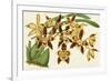 Graceful Orchids I-Stroobant-Framed Art Print