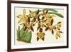 Graceful Orchids I-Stroobant-Framed Art Print