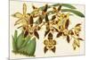 Graceful Orchids I-Stroobant-Mounted Art Print