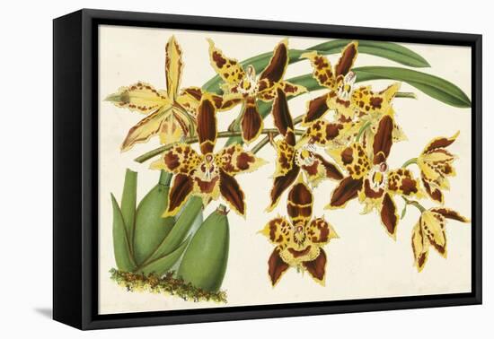 Graceful Orchids I-Stroobant-Framed Stretched Canvas