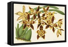 Graceful Orchids I-Stroobant-Framed Stretched Canvas