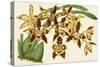 Graceful Orchids I-Stroobant-Stretched Canvas