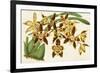 Graceful Orchids I-Stroobant-Framed Premium Giclee Print