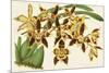 Graceful Orchids I-Stroobant-Mounted Premium Giclee Print