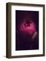 Graceful Queen I-Philippe Sainte-Laudy-Framed Photographic Print