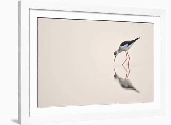 Graceful Reflection-Staffan Widstrand-Framed Giclee Print