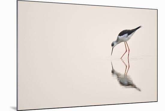 Graceful Reflection-Staffan Widstrand-Mounted Giclee Print