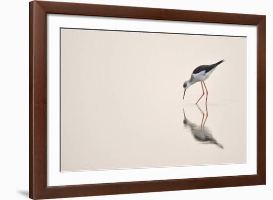 Graceful Reflection-Staffan Widstrand-Framed Giclee Print