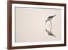 Graceful Reflection-Staffan Widstrand-Framed Giclee Print