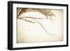 Graceful-Jessica Rogers-Framed Giclee Print