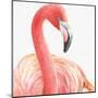 Gracefully Pink II-Lisa Audit-Mounted Art Print