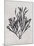 Gracilaria multipartita - Noir-Henry Bradbury-Mounted Giclee Print