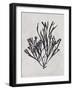 Gracilaria multipartita - Noir-Henry Bradbury-Framed Giclee Print