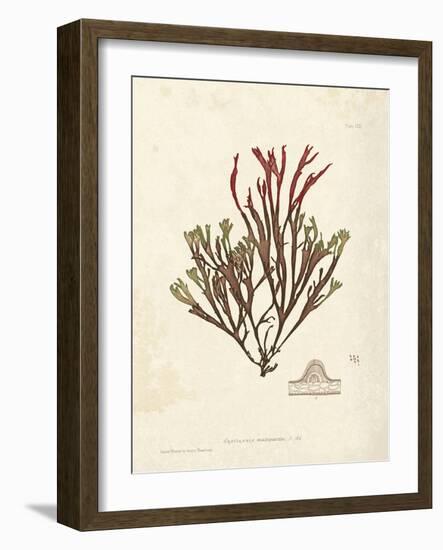 Gracilaria multipartita-Henry Bradbury-Framed Giclee Print