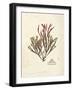 Gracilaria multipartita-Henry Bradbury-Framed Giclee Print