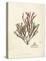 Gracilaria multipartita-Henry Bradbury-Stretched Canvas
