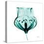 Gracious Green Bulb II-Albert Koetsier-Stretched Canvas