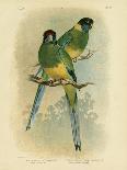 Frigate Bird, 1891-Gracius Broinowski-Giclee Print
