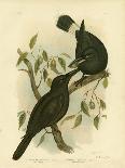 White-Eyed Crow or Australian Raven, 1891-Gracius Broinowski-Framed Giclee Print