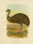 Emu, 1891-Gracius Broinowski-Giclee Print