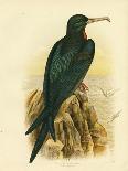 White-Eyed Crow or Australian Raven, 1891-Gracius Broinowski-Giclee Print