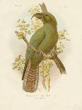 White-Eyed Crow or Australian Raven, 1891-Gracius Broinowski-Giclee Print