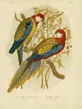 Rosella Parakeet or Eastern Rosella, 1891-Gracius Broinowski-Giclee Print