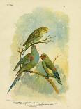 Bauer's Parakeet or Port Lincoln Lory, 1891-Gracius Broinowski-Giclee Print