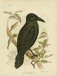 White-Eyed Crow or Australian Raven, 1891-Gracius Broinowski-Giclee Print