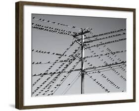 Grackleopolis-John Gusky-Framed Photographic Print