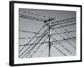 Grackleopolis-John Gusky-Framed Photographic Print