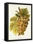 Gradiska Grape-A. Kreyder-Framed Stretched Canvas