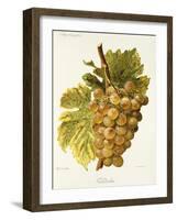 Gradiska Grape-A. Kreyder-Framed Giclee Print